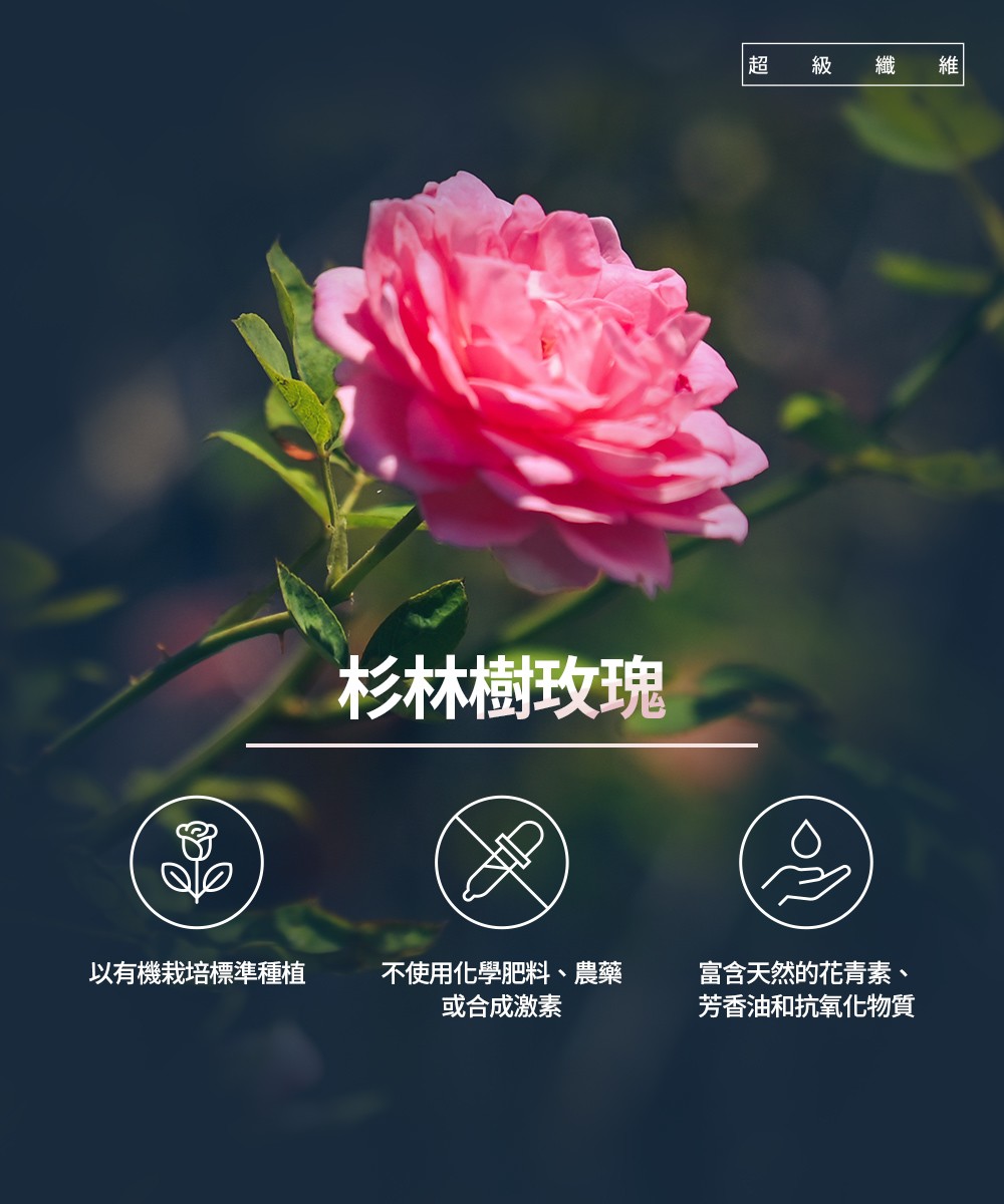 杉林樹玫瑰